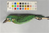 藏品(五色鳥)的圖片